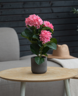 La planta Hortensia Artificial Rosa UV 35 cm se alza sobre una mesa redonda de madera, con un sillón gris, un sombrero beige y una pared de madera oscura al fondo.