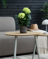 La planta Hortensia Artificial Verde UV 35 cm se encuentra sobre una mesa de madera frente a un sofá gris, acompañada de un sombrero beige y una lámpara blanca, con una pared de madera oscura al fondo.