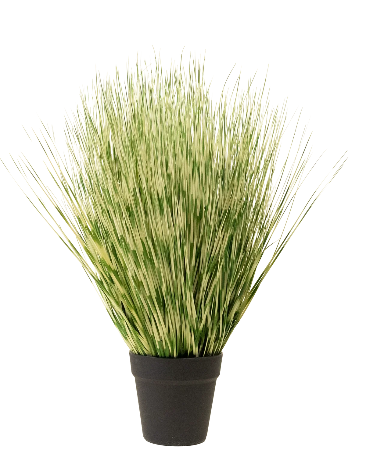 La planta de césped artificial Zebra de 55 cm tiene hojas largas, finas y abigarradas de color verde y blanco, parecidas a la hierba, en una sencilla maceta negra, sobre un fondo blanco liso.