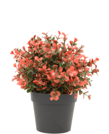 Boj artificial rojo en maceta 19 cm UV
