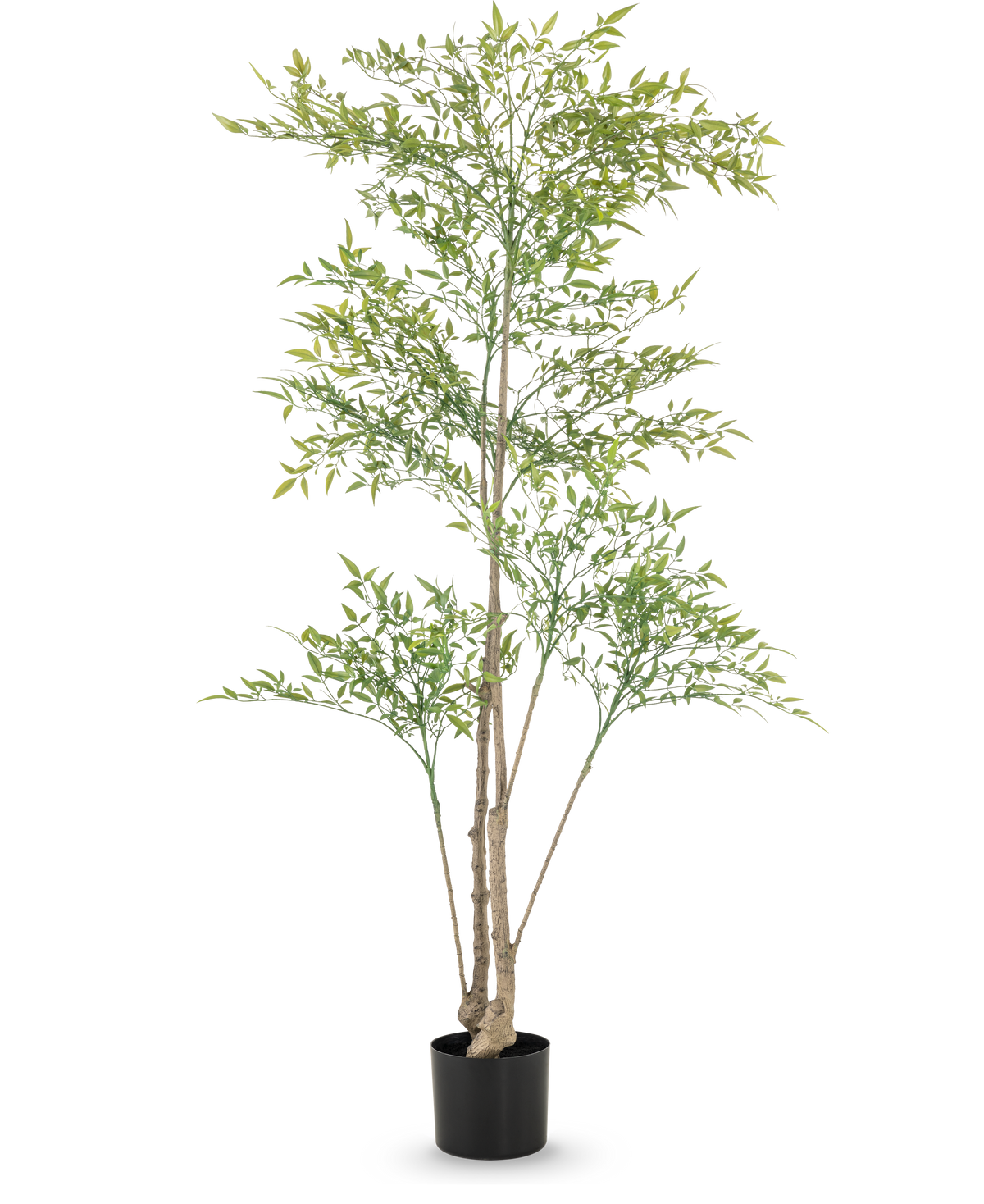 El Ruscus artificial de 150 cm tiene ramas largas y delgadas y hojas de color verde claro en una maceta negra sobre un fondo blanco - ideal como decoración interior para cualquier habitación.