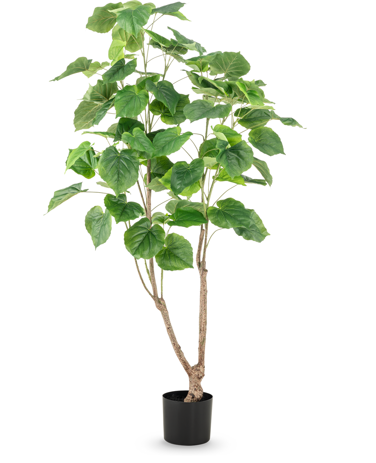 La Planta Artificial Ficus 150 cm tiene múltiples tallos delgados de color marrón y hojas verdes grandes y anchas, presentadas en una maceta alta sobre un fondo blanco liso.
