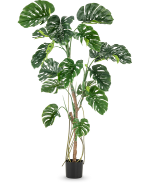 La planta artificial Monstera 180 cm es una planta artificial alta con hojas verdes grandes, brillantes y divididas en una pequeña maceta negra, representada sobre un fondo blanco liso.