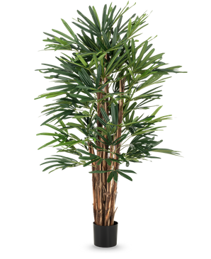 La palmera artificial Lady de 150 cm tiene varios tallos marrones y hojas verdes densas y delgadas en una sencilla maceta negra. Esta planta alta en maceta es ideal para los entusiastas de los árboles artificiales y proporciona una vegetación exuberante en cualquier contexto.