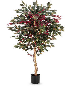 La planta artificial Ficus verde/rojo 150 cm tiene un tronco retorcido de color marrón claro, hojas verdes y burdeos y se entrega en una maceta negra: ideal como planta de interior llamativa sobre un fondo blanco.