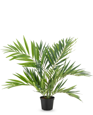 La palmera artificial Parlor UV 60 cm tiene hojas largas y estrechas en varios tallos en una sencilla maceta negra, sobre un fondo blanco: una elegante palmera artificial que realza cualquier habitación.