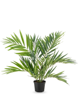 La palmera artificial Parlor UV 60 cm tiene hojas largas y estrechas en varios tallos en una sencilla maceta negra, sobre un fondo blanco: una elegante palmera artificial que realza cualquier habitación.