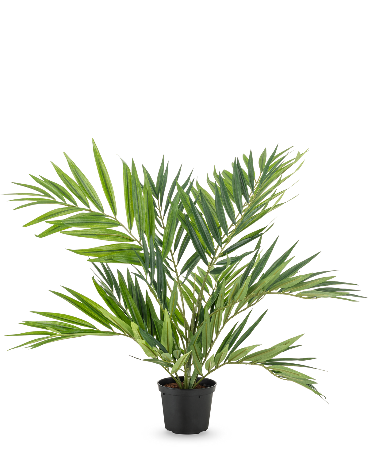 La palmera artificial Parlor UV 60 cm tiene hojas largas y estrechas en varios tallos en una sencilla maceta negra, sobre un fondo blanco: una elegante palmera artificial que realza cualquier habitación.