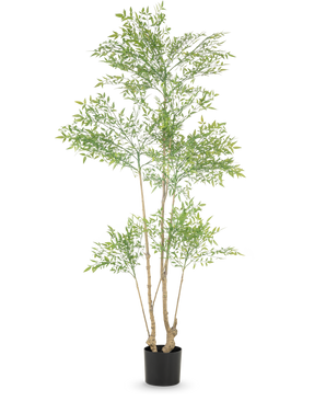 La Planta Artificial Ruscus 180 cm es una planta artificial alta con múltiples troncos esbeltos y abundantes pequeñas hojas verdes, expuesta en una sencilla maceta negra sobre un fondo blanco.