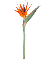 La flor artificial Strelitzia de 86 cm rojo/morado tiene vibrantes pétalos de color rojo y violeta sobre un largo tallo verde y se presenta como una única flor artificial que no requiere mantenimiento y está aislada sobre un fondo blanco.