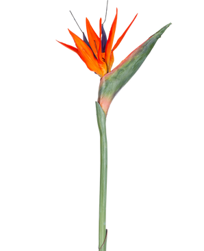 La flor artificial Strelitzia de 86 cm rojo/morado tiene vibrantes pétalos de color rojo y violeta sobre un largo tallo verde y se presenta como una única flor artificial que no requiere mantenimiento y está aislada sobre un fondo blanco.