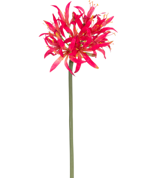 La Flor Artificial Nerine 70 cm fucsia tiene un largo tallo verde con un gran racimo de fucsia en la parte superior, pétalos tenues que destacan brillantemente sobre un fondo blanco liso.