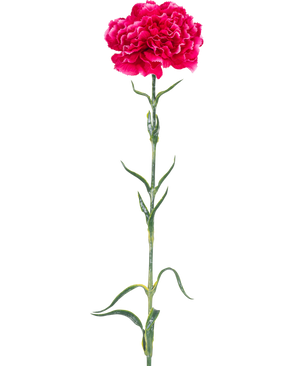 El clavel floral artificial de 69 cm de color rosa duro tiene un único clavel rosa brillante con volantes en los pétalos, un largo tallo verde y hojas delgadas sobre un fondo blanco liso.