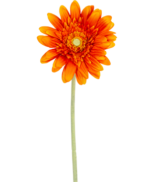 La flor artificial Gerbera de 53 cm naranja tiene una gerbera de color naranja vibrante con pétalos en capas y un corazón amarillo, sobre un largo tallo verde sobre un fondo blanco liso.