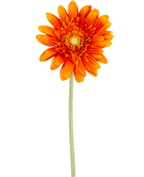 La flor artificial Gerbera de 53 cm naranja tiene una gerbera de color naranja vibrante con pétalos en capas y un corazón amarillo, sobre un largo tallo verde sobre un fondo blanco liso.