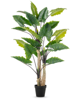 La Planta Artificial Alocasia 240 cm es una planta artificial alta con grandes hojas verdes y varios tallos en una maceta negra, sobre un fondo liso blanco.
