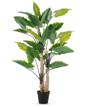 La Planta Artificial Alocasia 240 cm es una planta artificial alta con grandes hojas verdes y varios tallos en una maceta negra, sobre un fondo liso blanco.