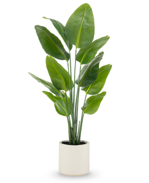 La planta artificial Strelitzia Real Touch, de 150 cm de altura con anchas hojas verdes y múltiples tallos, se entrega lista para usar en una maceta beige: una planta realista ideal para espacios modernos.