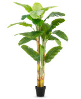 El plátano artificial de 230 cm tiene tallos altos y robustos con hojas anchas de color verde, en una sencilla maceta negra sobre un fondo blanco.