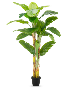 El plátano artificial de 230 cm tiene tallos altos y robustos con hojas anchas de color verde, en una sencilla maceta negra sobre un fondo blanco.