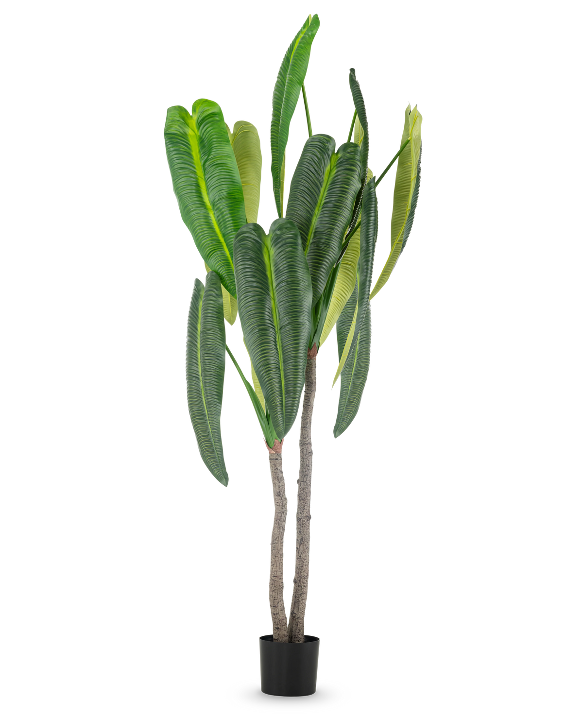 La planta artificial Anthurium de 210 cm tiene hojas altas y de un verde exuberante y dos tallos marrones en una pequeña maceta negra, sobre un sencillo fondo blanco.