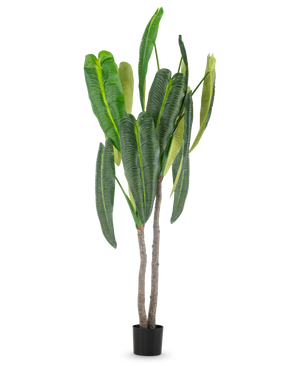 La planta artificial Anthurium de 210 cm tiene hojas altas y de un verde exuberante y dos tallos marrones en una pequeña maceta negra, sobre un sencillo fondo blanco.