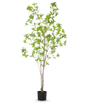 La Planta Artificial Pieris Japonica 180 cm es un árbol artificial alto en una maceta con múltiples troncos esbeltos de color marrón y exuberantes hojas verdes sobre un fondo blanco liso.