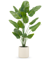 La Planta Artificial Strelitzia Real Touch 180 cm se suministra ya preparada en una maceta beige, con tallos altos y erguidos con hojas grandes de color verde brillante sobre un fondo blanco liso.
