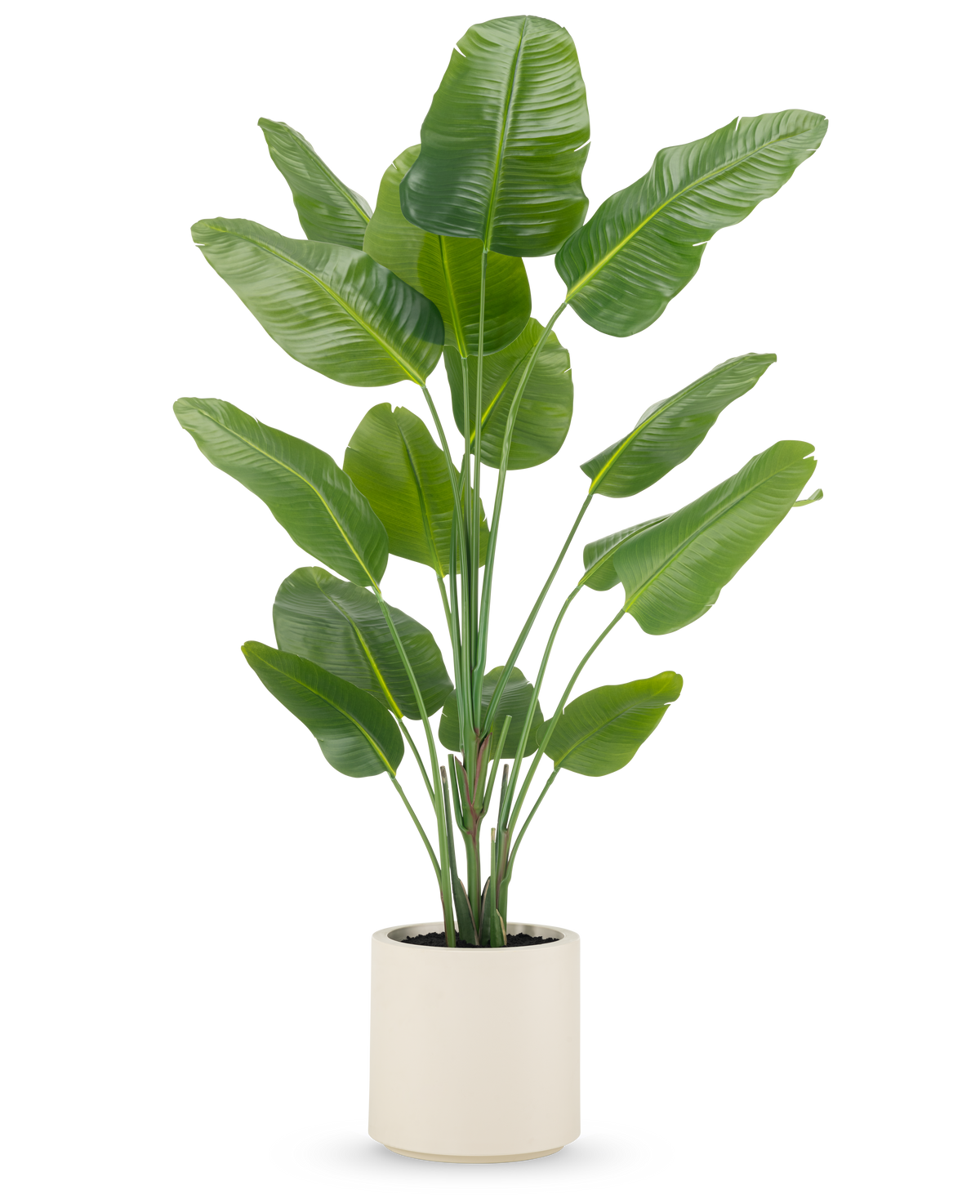 La Planta Artificial Strelitzia Real Touch 180 cm se suministra ya preparada en una maceta beige, con tallos altos y erguidos con hojas grandes de color verde brillante sobre un fondo blanco liso.