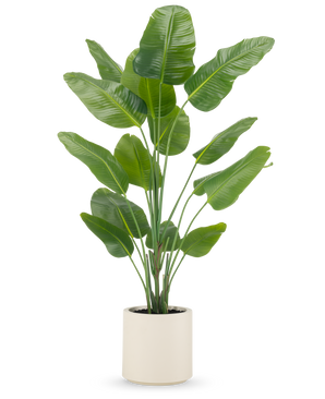 La Planta Artificial Strelitzia Real Touch 180 cm se suministra ya preparada en una maceta beige, con tallos altos y erguidos con hojas grandes de color verde brillante sobre un fondo blanco liso.
