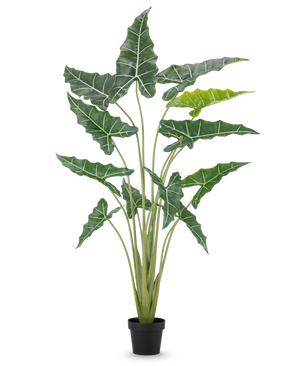 La Planta Artificial Alocasia 160 cm es una planta artificial en maceta con tallos largos y erguidos y hojas grandes de color verde oscuro con llamativas vetas blancas, sobre un fondo liso blanco.
