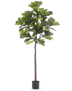 La Planta Artificial Ficus Tobacco Plant Deluxe 215 cm es un higo artificial alto con grandes hojas verdes y un esbelto tronco marrón, en una sencilla maceta negra sobre un fondo blanco liso.