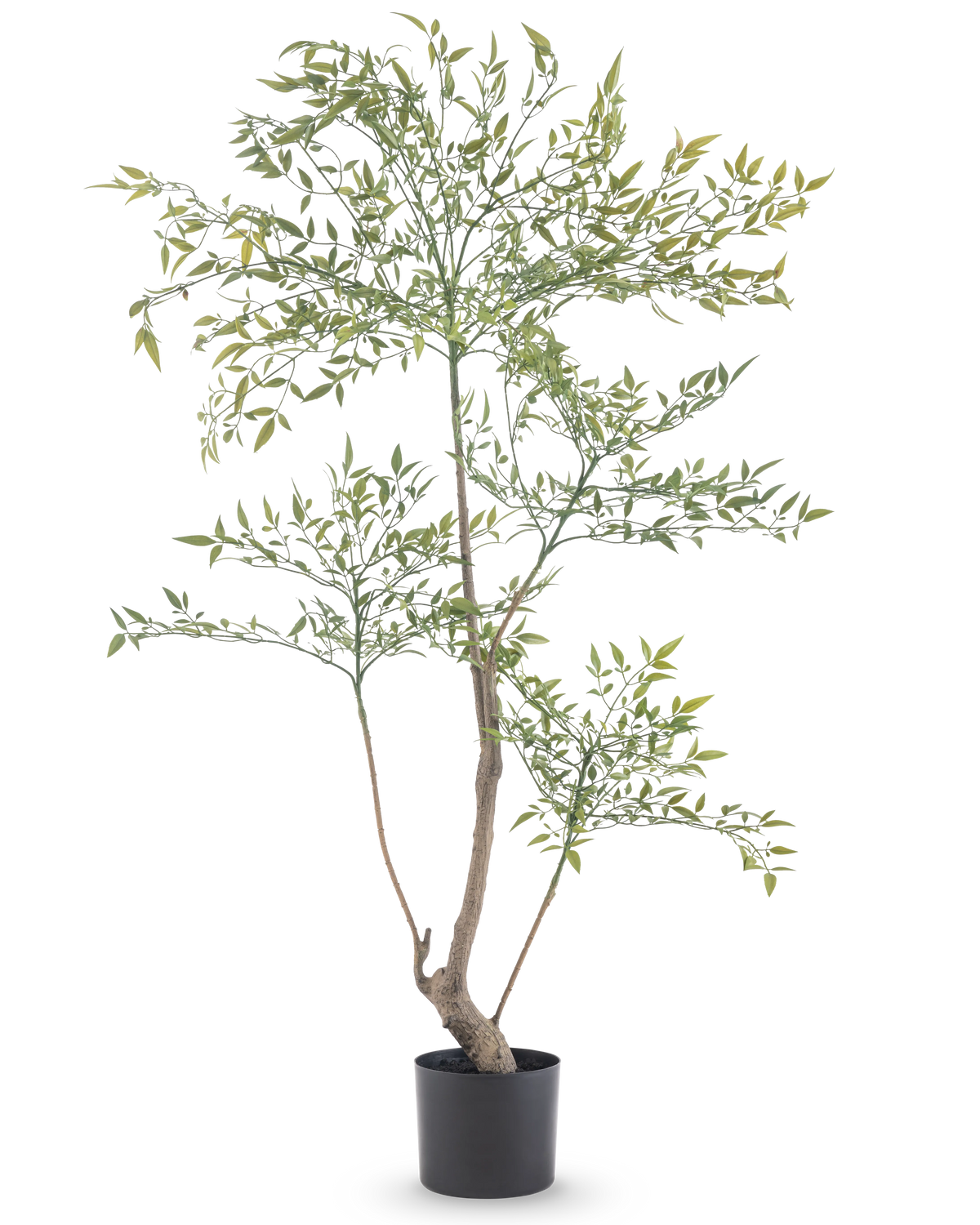 El Ruscus Artificial 120 cm es una planta artificial alta y esbelta con ramas largas y delgadas con muchas hojas pequeñas de color verde. Se coloca en una sencilla maceta negra y aporta un verdor realista a cualquier habitación sin necesidad de mantenimiento.