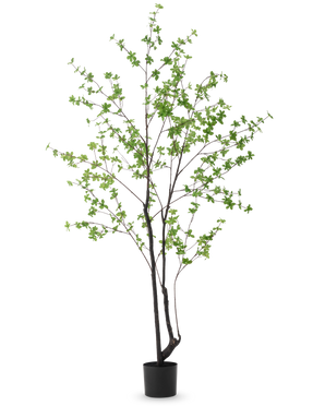 La Planta Artificial Enkianthus 210 cm tiene un diseño alto y esbelto con tallos oscuros y ramas decoradas con pequeñas hojas de color verde claro, sobre un fondo liso blanco.