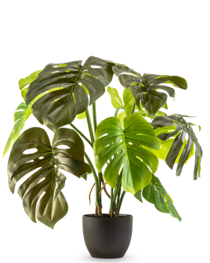 La Monstera Artificial de 50 cm tiene grandes hojas de color verde brillante con grietas y agujeros naturales, presentadas en una maceta sobre un fondo liso blanco.