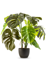 La Monstera Artificial de 50 cm tiene grandes hojas de color verde brillante con grietas y agujeros naturales, presentadas en una maceta sobre un fondo liso blanco.