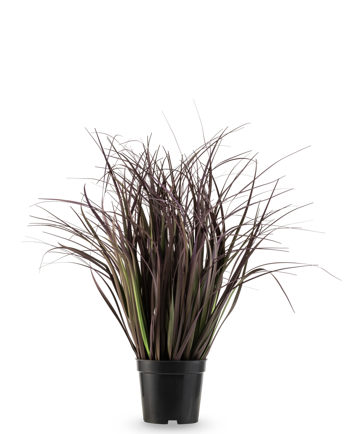 La planta de césped artificial Wild Lawn de 50 cm retardante de fuego tiene hojas altas, estrechas y de color púrpura oscuro en una maceta negra sobre un fondo blanco: una elegante planta artificial ideal para interiores modernos.