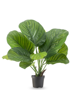 La Planta Artificial Calathea 46 cm es una planta de maceta con hojas grandes y anchas de color verde que muestran llamativas franjas de color verde claro y oscuro, representadas sobre un fondo blanco liso.