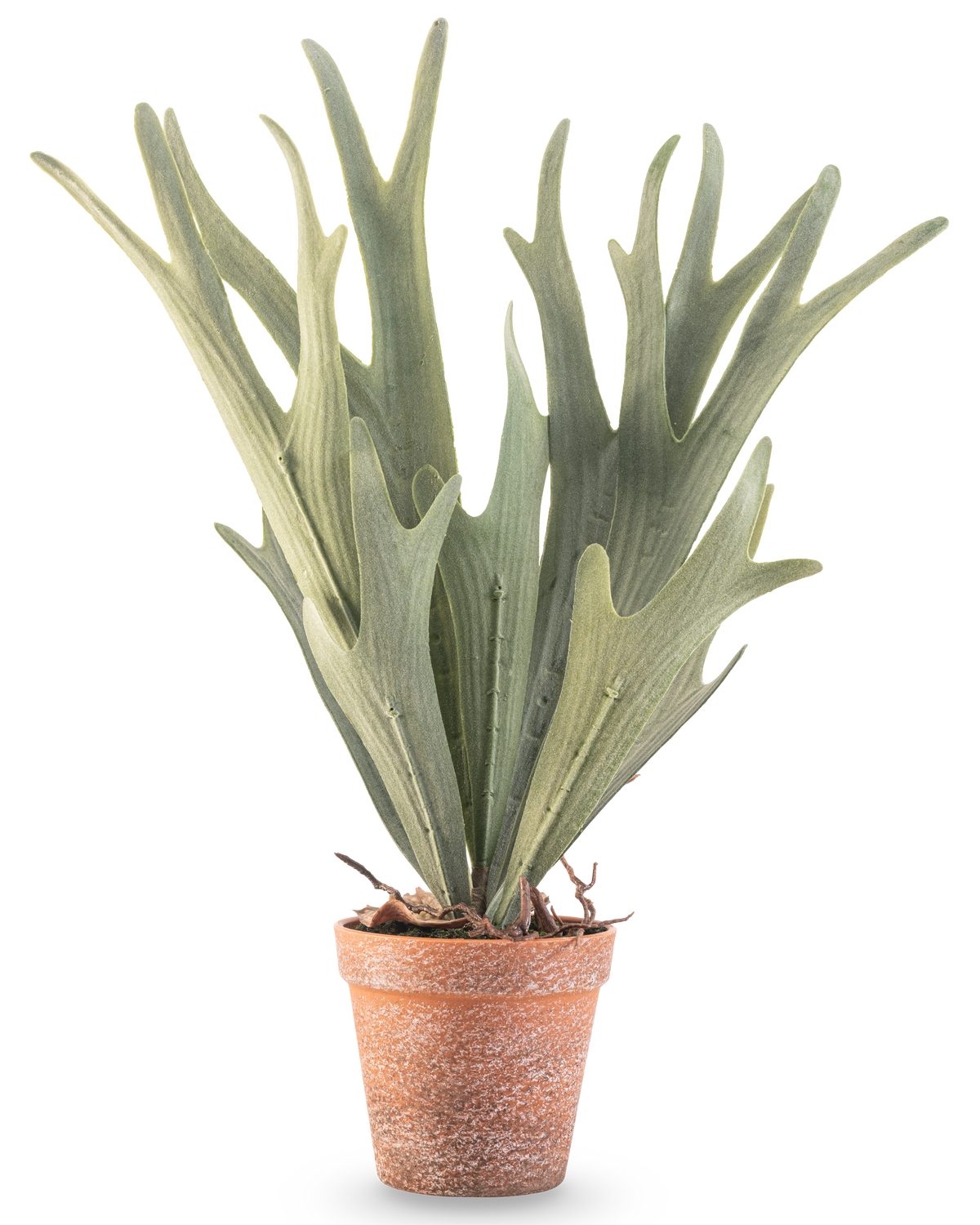 El helecho artificial cuerno de ciervo de 43 cm tiene hojas verdes realistas con forma de asta en una pequeña maceta de terracota sobre un fondo blanco.