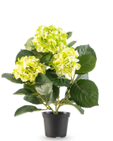 La Hortensia Artificial Verde UV 35 cm tiene tres ramos de flores de color amarillo verdoso claro y grandes hojas de color verde intenso, todo ello en una maceta sobre un fondo blanco.