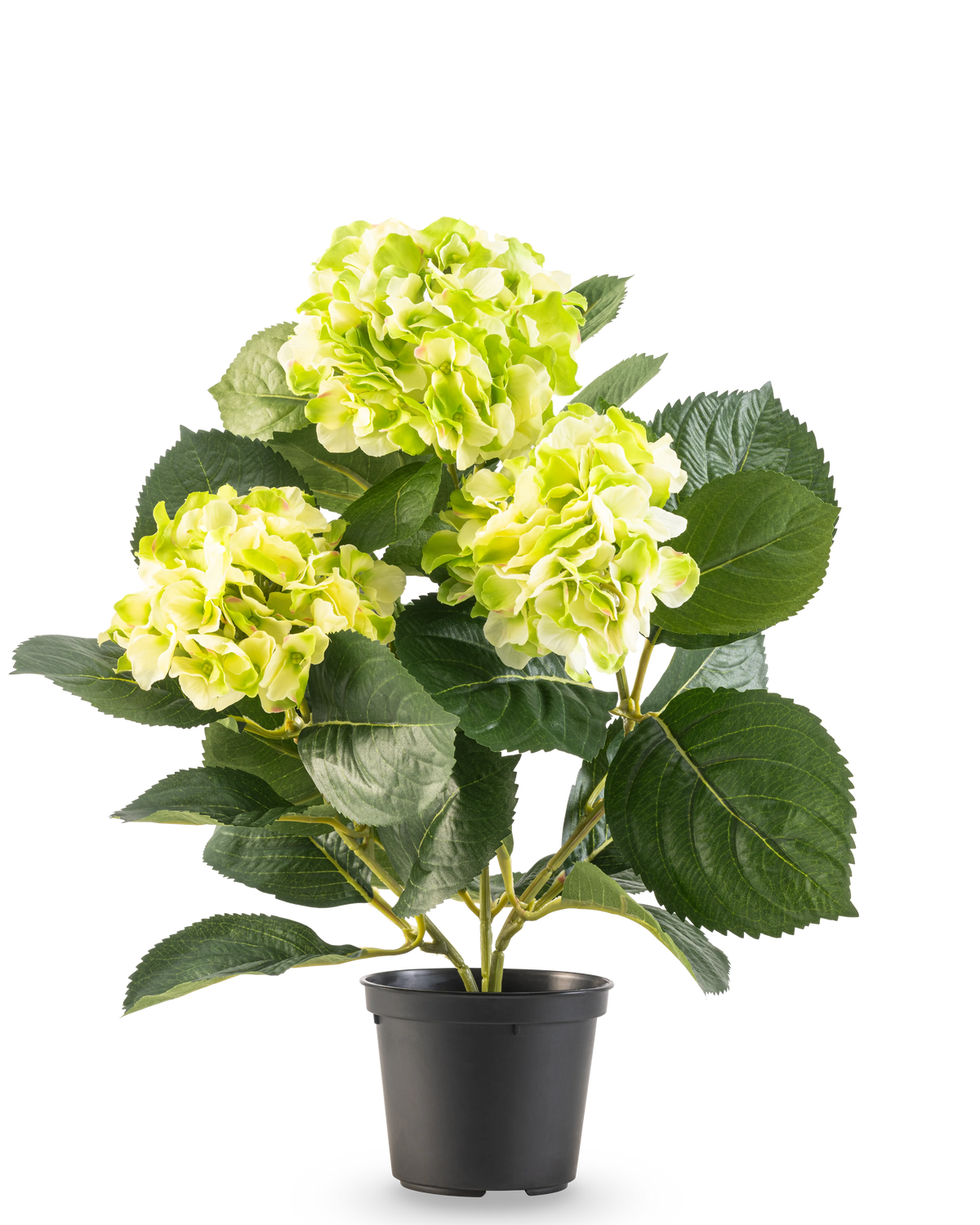 La Hortensia Artificial Verde UV 35 cm tiene tres ramos de flores de color amarillo verdoso claro y grandes hojas de color verde intenso, todo ello en una maceta sobre un fondo blanco.