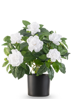 La planta artificial Gardenia UV 39 cm blanca tiene exuberantes hojas verdes y grandes flores blancas de gardenia en una sencilla maceta negra, sobre un fondo blanco liso.
