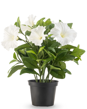 Una planta de petunia con flor artificial UV de 25 cm de altura en una maceta de plástico negro tiene exuberantes hojas verdes y múltiples flores grandes, blancas, en forma de trompeta, sobre un fondo blanco liso.
