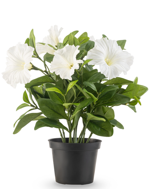 La planta Petunia artificial UV de 25 cm de altura tiene grandes flores blancas en forma de trompeta y exuberantes hojas verdes en una maceta de plástico negra, sobre un fondo blanco liso.