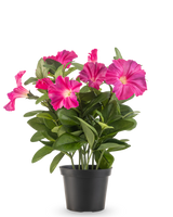 Una planta de Petunia con flor artificial UV de 25 cm en color rosa oscuro, con hojas anchas de color verde y flores vibrantes en una maceta de plástico negra, sobre un fondo blanco liso.