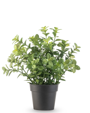 La Planta Artificial Eucalipto de 27 cm tiene densas hojas verdes en una sencilla maceta de color gris oscuro, sobre un fondo blanco liso.