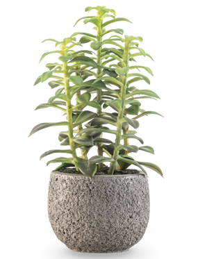 La planta suculenta artificial en maceta decorativa de 25 cm tiene tallos suculentos verdes verticales en una maceta gris con estructura, que se muestra sobre un fondo blanco.