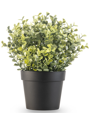 La Planta Artificial Boj verde en maceta UV 19 cm es una pequeña planta artificial de hojas verdes y redondas en una sencilla maceta negra, sobre un fondo blanco.