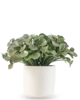 Una planta suculenta artificial de 22 cm con hojas redondas se encuentra en una sencilla maceta decorativa blanca sobre un fondo blanco.