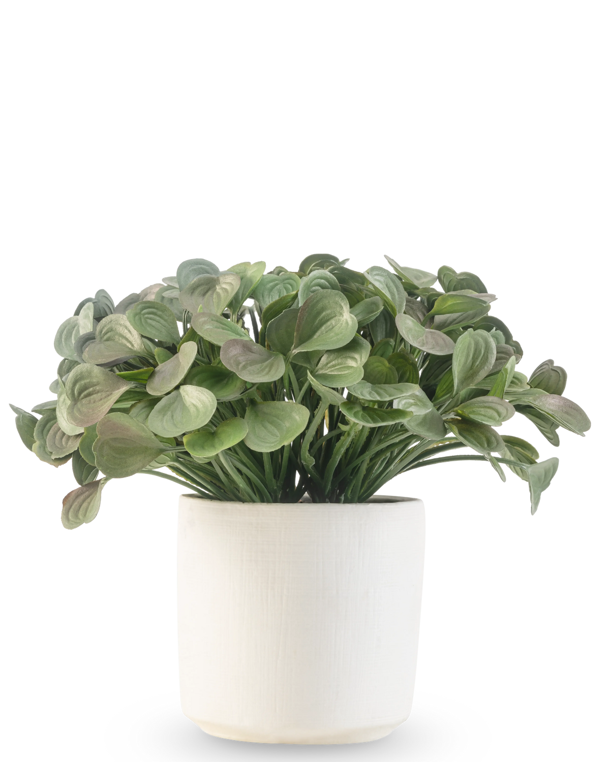Una planta suculenta artificial de 22 cm con hojas redondas se encuentra en una sencilla maceta decorativa blanca sobre un fondo blanco.